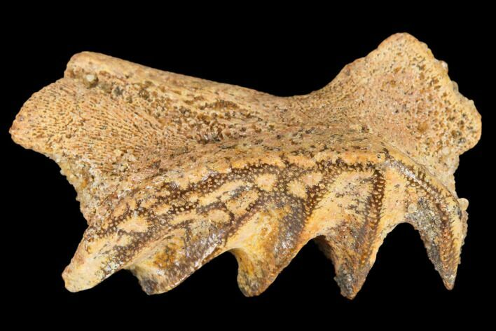 Cretaceous Lungfish (Ceratodus) Tooth Plate - Morocco #115266
